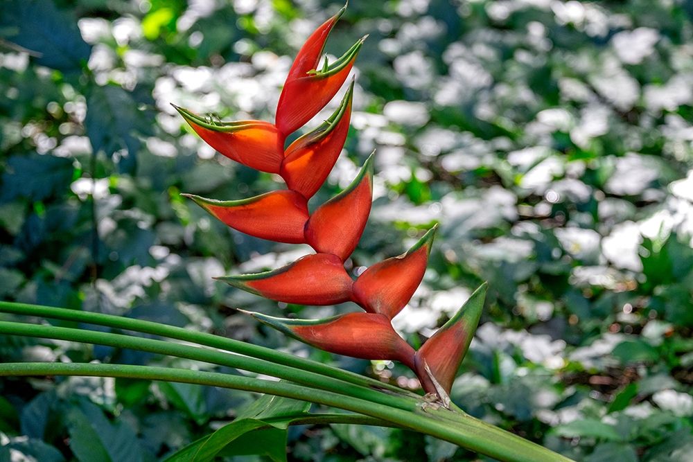 Heliconia
